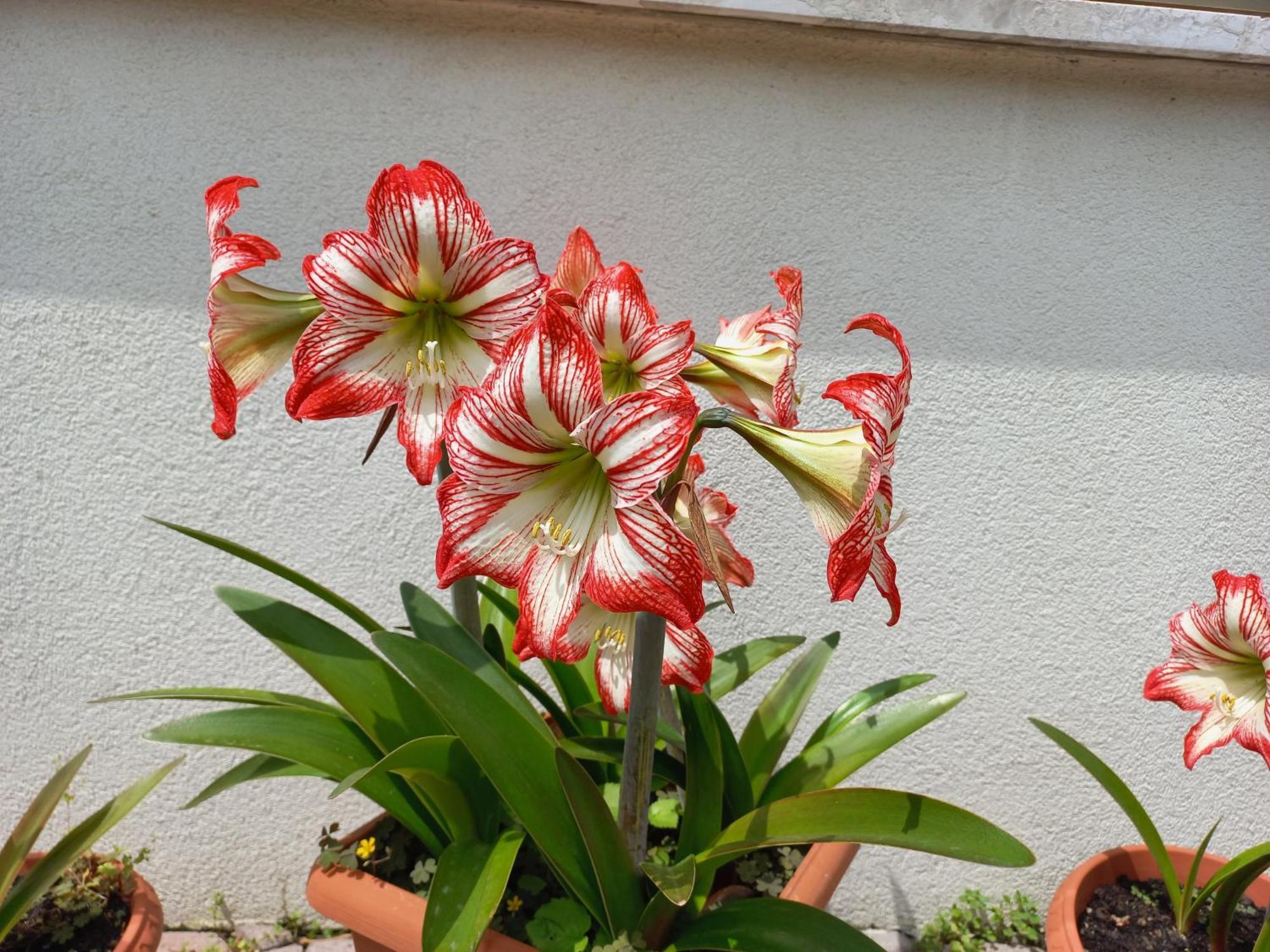 Appartamento Le Magnolie 2 Mestre Dış mekan fotoğraf