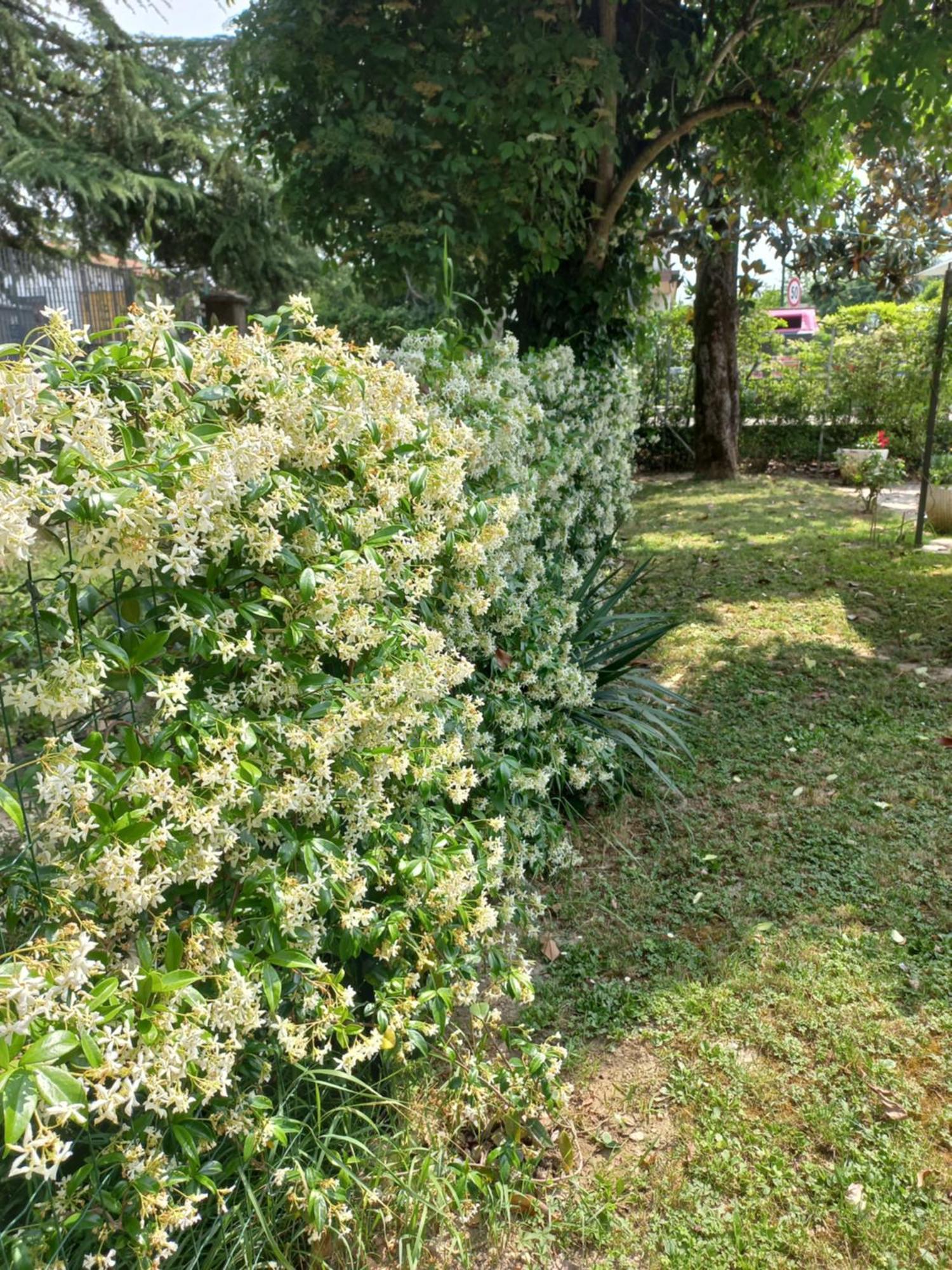 Appartamento Le Magnolie 2 Mestre Dış mekan fotoğraf