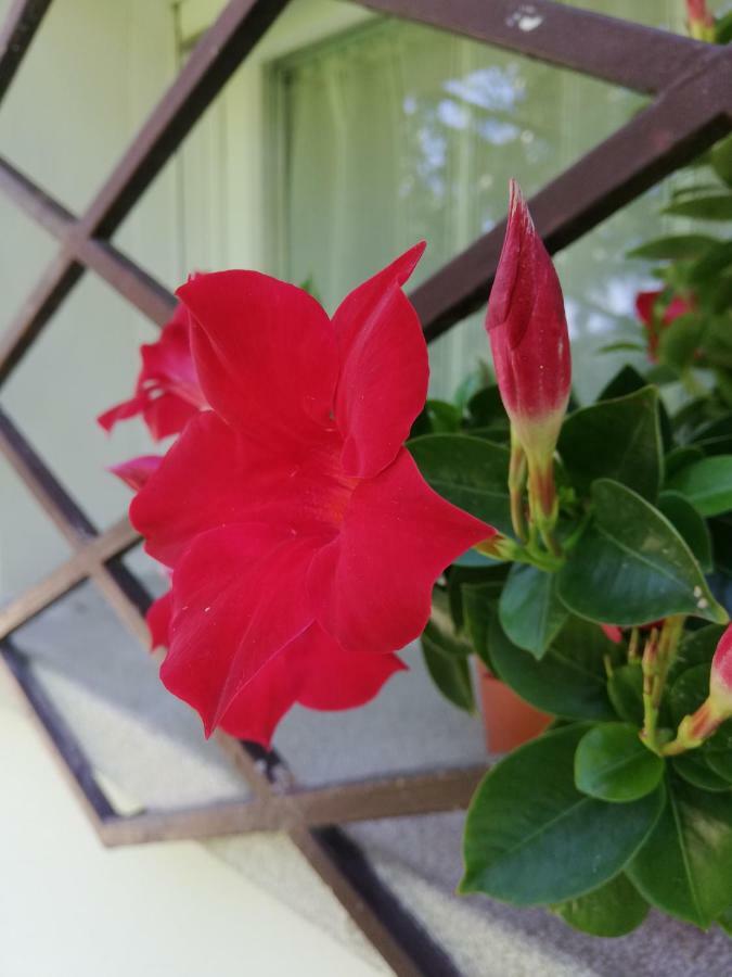 Appartamento Le Magnolie 2 Mestre Dış mekan fotoğraf